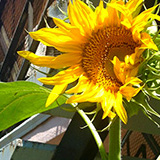 Cross-Border-Vignettes-Illustration