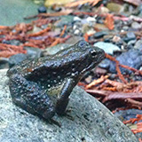 Gade-Deye-illustration