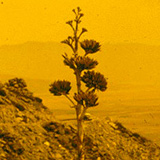 Miss-Chihuahua-illustration